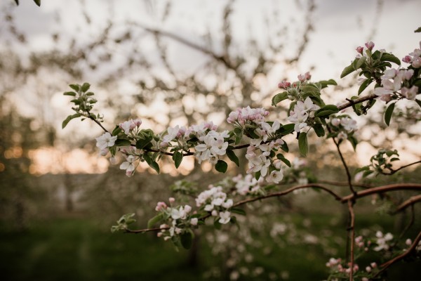Fleurs de pommes Print
